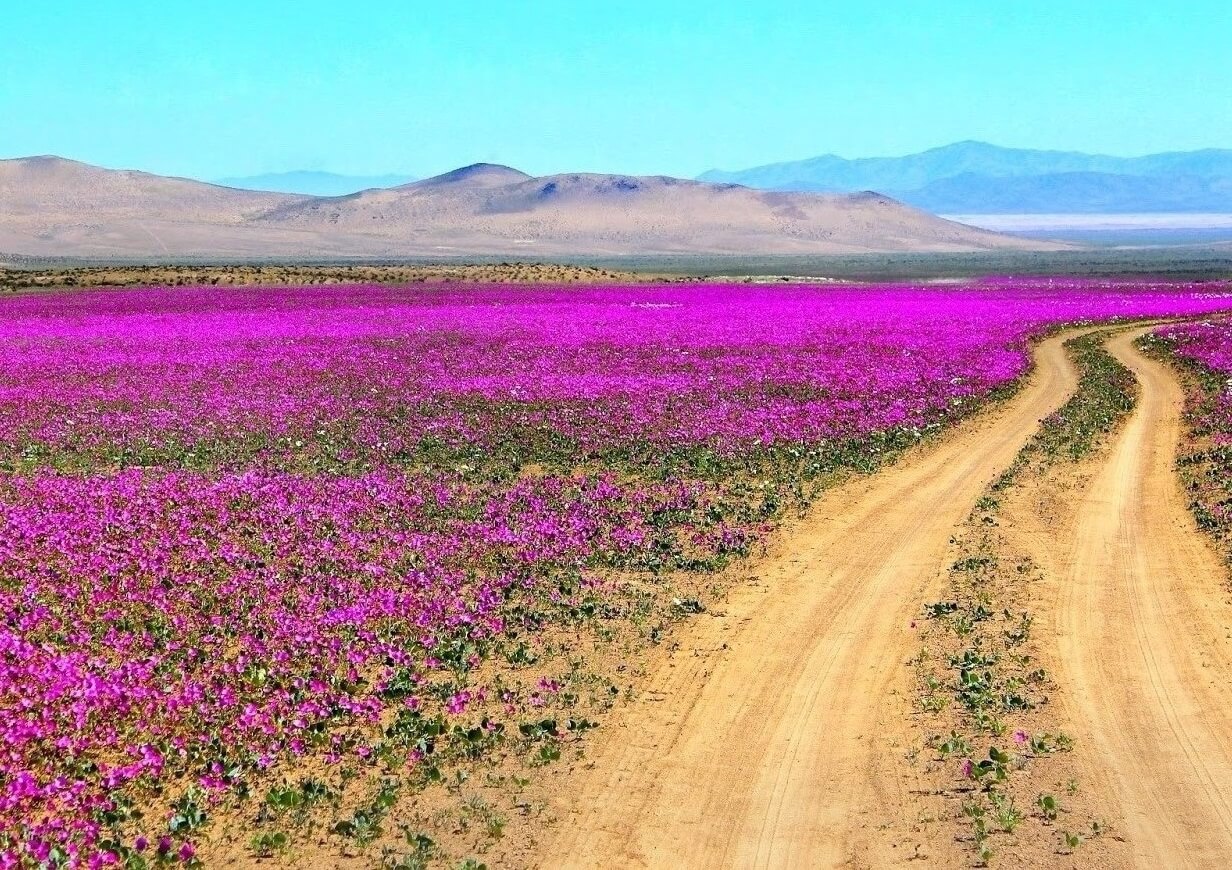 El Desierto Florido. Belleza extrema en Atacama. Norte de Chile.